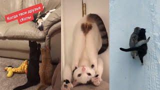 Смешные Коты Tik Tok  Лучшие приколы тик ток Funny cats compilation  Подборка #11