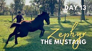 Exploring Outside the Pen: Day 13 with Zephyr the Mustang