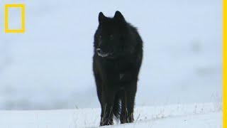 Ce loup est un véritable Dom Juan