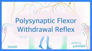 Polysynaptic Flexor Withdrawal Reflex: Reciprocal Inhibition & Crossed Extensor Reflex