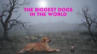 Top 10 Biggest Dog Breeds in the World - woof world