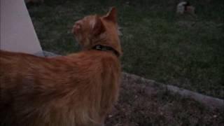 cat plays fetch with paper ball - orange tabby