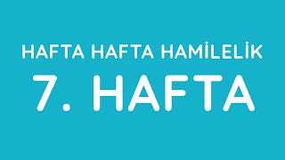 7.Hafta - Hafta Hafta Gebelik - Hamilelik | Anneysen.com