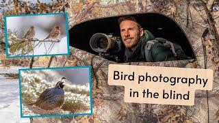 Bird Photography from my blind. Possibly the EASIEST METHOD to photograph birds that I know!