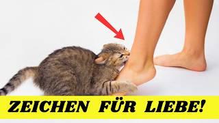 14 Zeichen, dass deine Katze dich wirklich liebt! | Katzenverhalten verstehen 