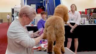 Poodle Feet Trim with Lisa Leady