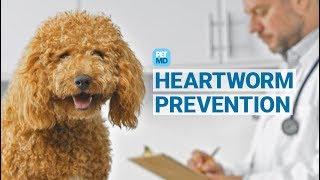 petMD: A Vet Debunks 4 Myths About Heartworms