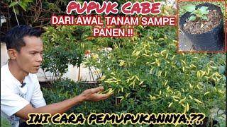 terbukti dengan 3 pupuk inicabe berbuah lebat.dari awal tanam sampe penen.#cabe #petanicabe