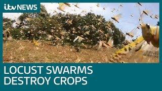 Locusts destroying crops and leaving farmers helpless in Kenya | ITV News