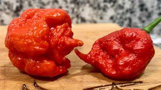 The Carolina Reaper VS. The Primotalii! The battle of TWO LEGENDARY peppers! One of them IS HOTTER!