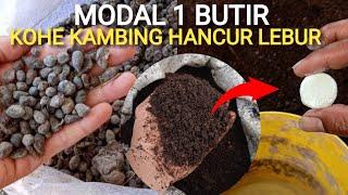 Hanya Modal 1 Butir || Kohe Kambing Hancur Lebur #fermentasi #kohekambing