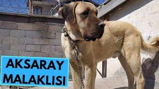 Aksaray Malaklısı - TOP 10 Interesting Facts