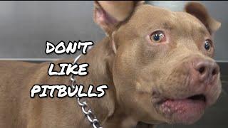 Why we DON'T LIKE Pitbulls