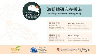 海蛞蝓研究在香港  | Sea Slugs Researches in Hong Kong