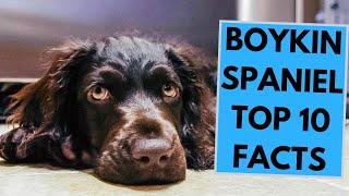 Boykin Spaniel - TOP 10 Interesting Facts