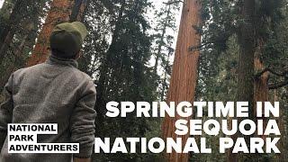 Springtime in Sequoia National Park: Hike to General Sherman