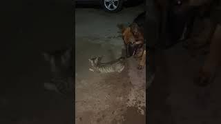 Must Watch!!! Dog and cat Oral s3x