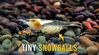 Why Snowball Neocaridina Shrimp Are The SECRET To A Perfect Aquarium!