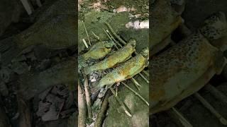 Catching and cooking some trout and bluegill over a campfire 