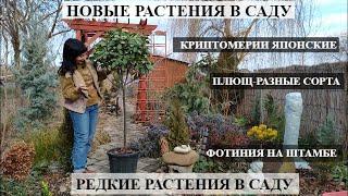 НОВЫЕ РАСТЕНИЯ В САДУ | ПЛЮЩ/ФОТИНИЯ/КРИПТОМЕРИЯ и другие (посадка, СОВЕТЫ, уход, зимовка)ОБЗОР САДА