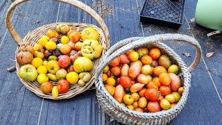 Harvesting 37 Pounds of Tomatoes  #gardening #harvesting