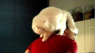 Funny Cat - Get off of my back