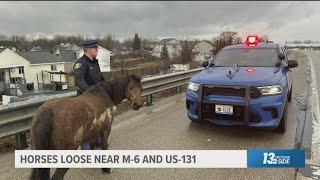 15 runaway horses corralled near Byron Center