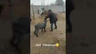 Приколы в деревне ржака. Лучшее. Новое.