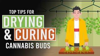 Tips to Help you Dry & Cure your Cannabis!