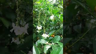 Blooming white duranta #whiteflower #duranta #dewdrop #shorts