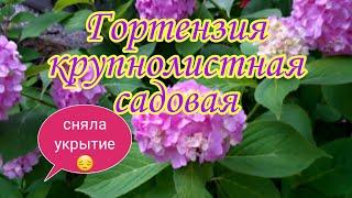 Гортензия  крупнолистная садовая.Сняла укрытие.Увы!!!!!Сад.Дача.Ландшафтный дизайн.Красивые растения