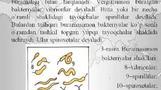 Bakteriyalarning shakli, hujayra tuzilishi va harakatlanish