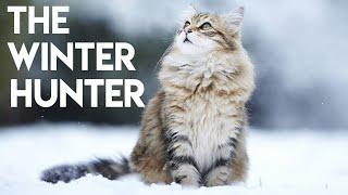 Siberian Cat 101 - Learn ALL About Them!