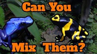 Can You Keep Different Dart Frog Species Together?