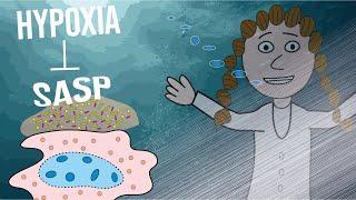 Could hypoxia reduce the SASP?