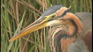 Héron pourpré - Purple Heron- Purpurreiher  (Ardea purpurea )