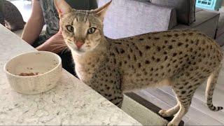 Our Big F2 Savannah Cat Kumba! Big Cat// Gentle Giant! #cute #cats #SavannahCat