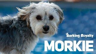 Morkie - The Ultimate Guide to Maltese and Yorkie Crossbreed