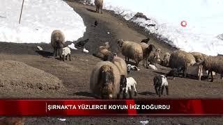 Şırnak'ta yüzlerce koyun ikiz doğurdu