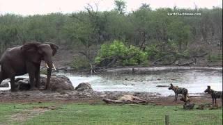 Wild dogs kill kudu (with an interruption from some elephants)