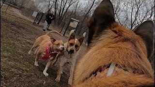 Red Heeler Tries Challenging Belgian Malinois At Dog Park