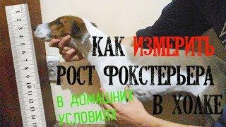 Как измерить рост фокстерьера в холке в домашних условиях