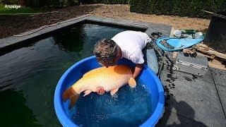 Modern Koi Blog #3846 - Das Einsetzen von Dirks Jumbo & Superjumbo Koi - Teil 1