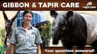 Gibbon & Tapir Care Q&A