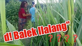 DI BALEK ILALANG ILALANG BERKEMBANG BIAK KAH