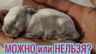 Is it possible to handle newborn rabbits? #rabbit breeding #rabbit #rabbits