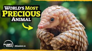 Our insane journey to save the pangolin