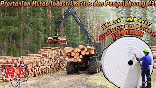 PROSES PERKEBUNAN PINUS DAN EUKALIPTUS |POHON BAHAN BAKU KERTAS DAN PROSES PENGOLAHNYA