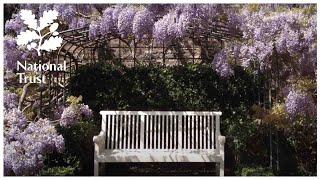 How to prune Wisteria - expert tips from the National Trust school of gardening