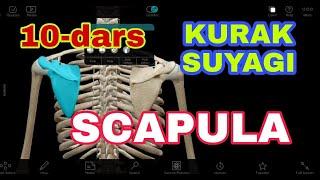 KURAK SUYAGI +3D ANATOMIYA / SCAPULA / ЛОПАТКА / YELKA KAMARI SUYAKLARI /  КУРАК СУЯГИ АНАТОМИЯСИ